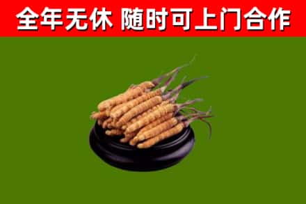 鱼台回收散虫草